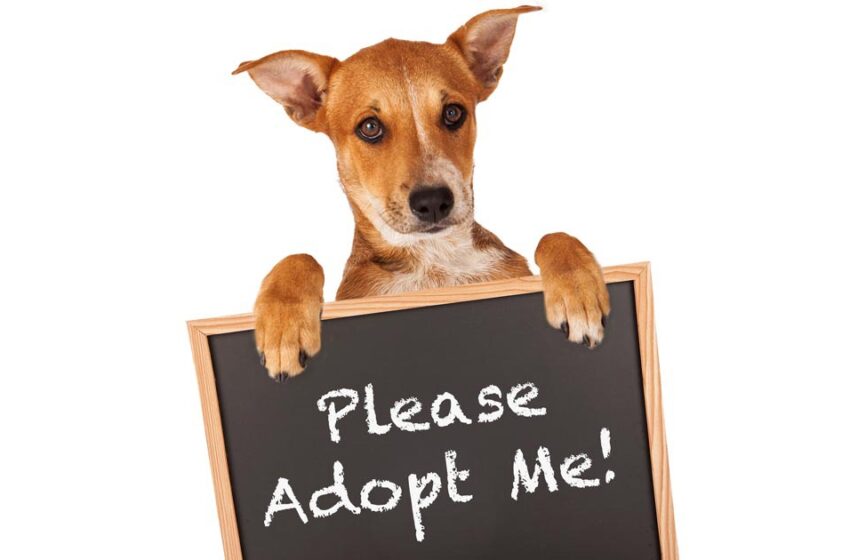  Tnedija Tal-Kampanja #adoptdontbuy Għal Dan Il-Milied