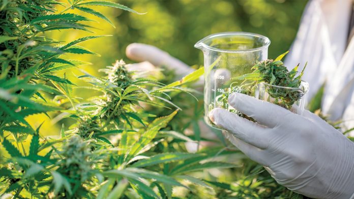  Tinħareġ L-Ewwel Liċenzja Maltija Għall-Produzzjoni Tal-Kannabis Għall-Użu Mediċinali