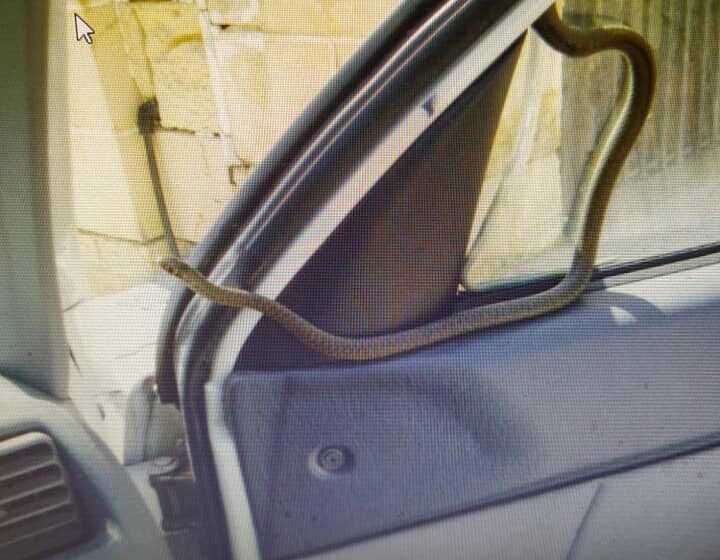  Daħallu Serp Fil-Karozza Waqt Li Qed Isuq…