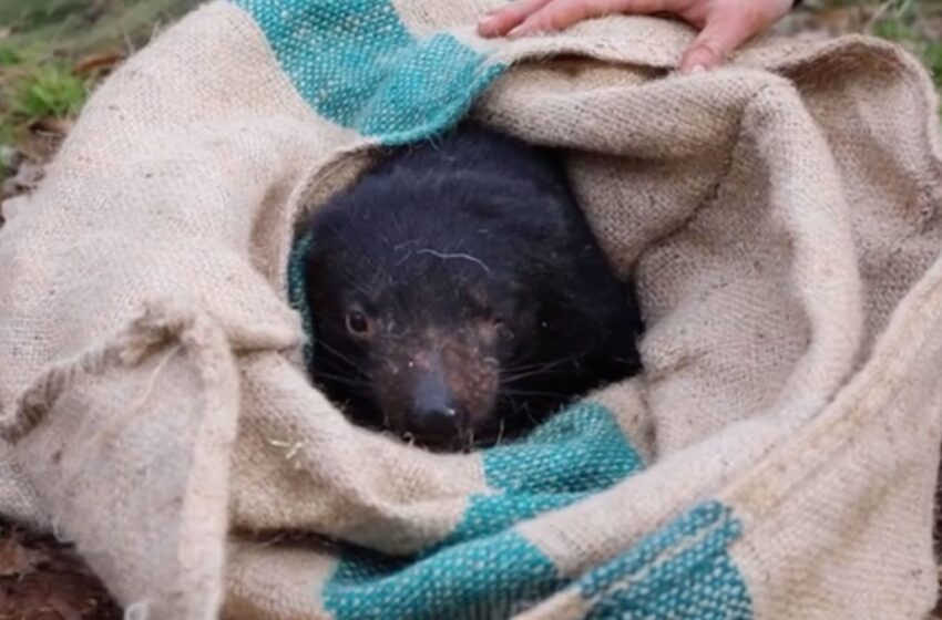  Tasmanian Devils Jerġgħu Jitwieldu fl-Awstralja Wara 3,000 sena