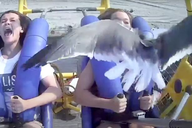  Bil-Filmat: Tispiċċa B’Għasfur Ma’ Wiċċa Waqt Rikba F’Park Tad-Divertiment
