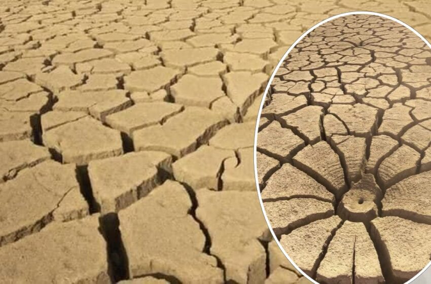  Araw Xi Ġralha L-Art Fit-Tuneżija Wara Temperaturi Ta’ 50°C