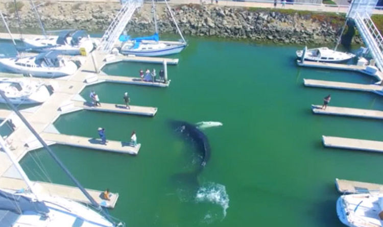  Bil-Filmat: In-Nies Jimmeraviljaw Ruħhom B’Balena Li Daħlet F’Yacht Marina