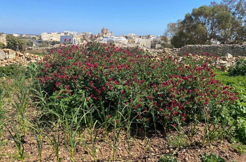  Bidu Tal-Ġimgħa B’Temp Sabiħ U Xemxi