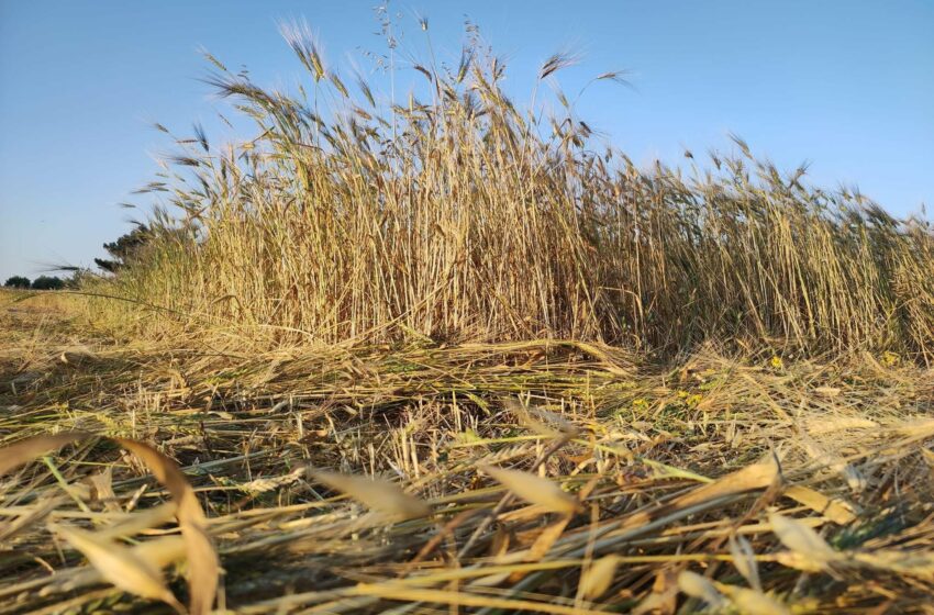  Mejju Beda Kiesaħ U Spiċċa Sħun Ħafna – Effetti Tat-Tibdil Tal-Klima?!