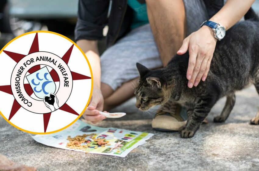  Li Titma’ Qtates Ta’ Barra Mhux Illegali. Li Tħammeġ Iva!