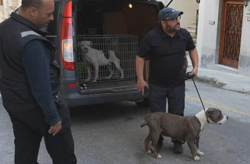  Ikkonfiskati tmint iklieb mir-residenza ta’ Galea fl-Imsida