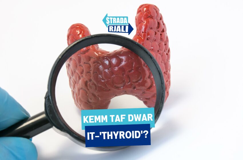  X’ inhi ‘thyroid’ u l-funzjoni primarja tagħha?