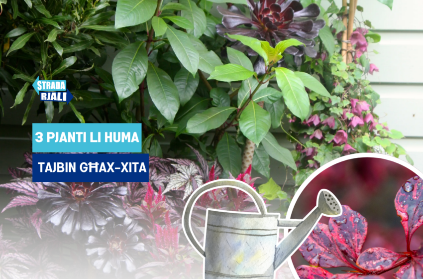  l-aħjar pjanti għax-xita